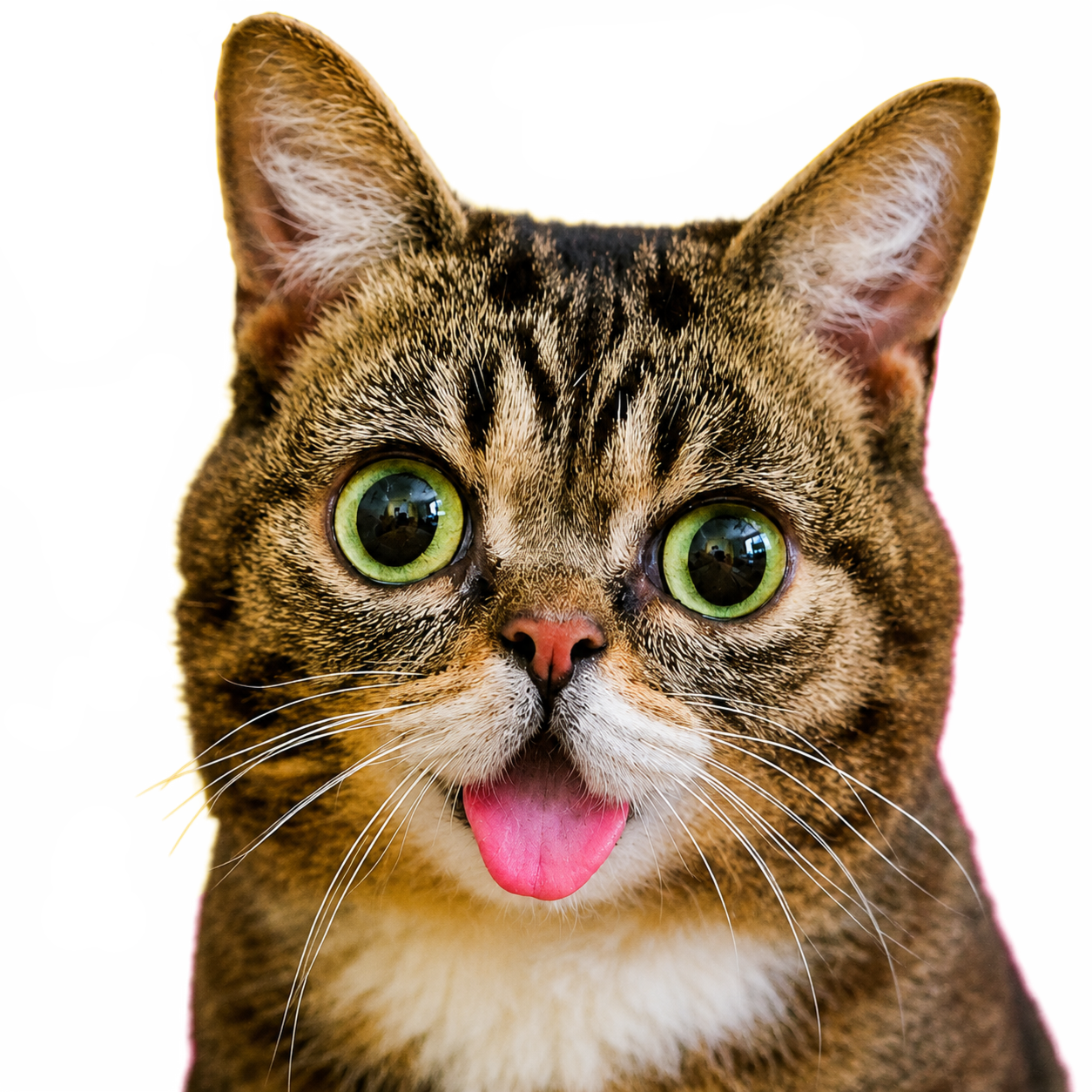 Lil Bub looking into the camera with her tongue out