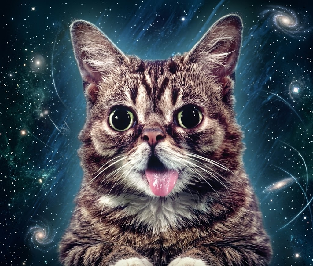 Lil Bub against a starfield